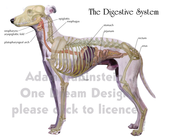 clematis varieties dog digestive system